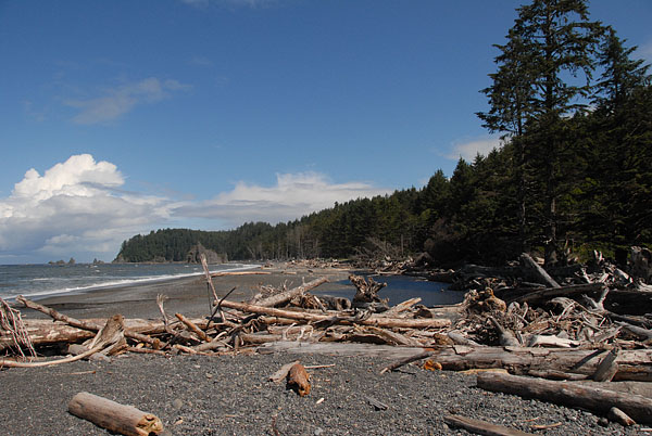 BeachWrack1